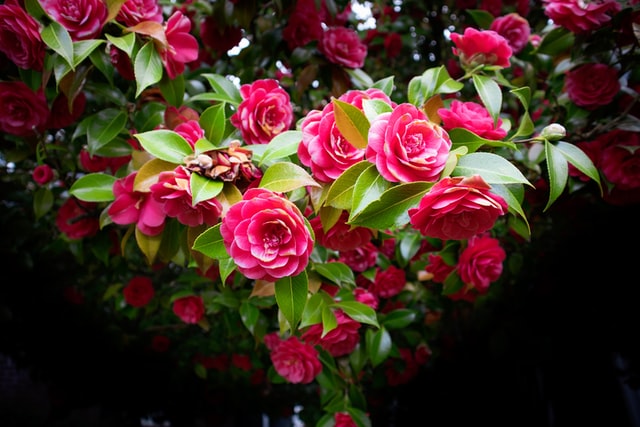 In 6 kleuren een rozenstruik bestellen doe je online bij belle-epoque.nl